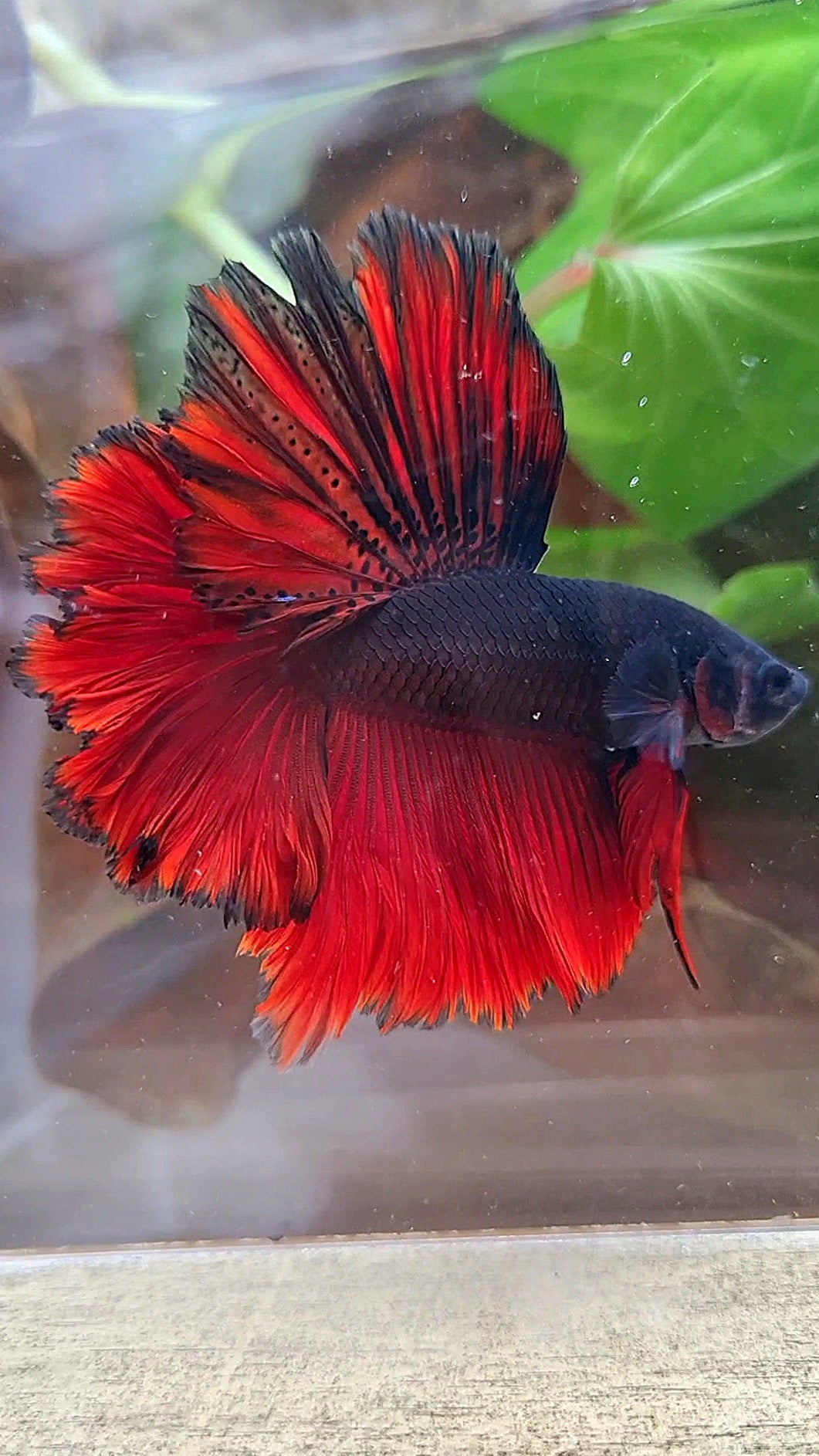 LUXURY HALFMOON ROSETAIL BLACK VAMPIRE BICOLOR BETTA FISH