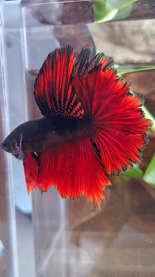 LUXURY HALFMOON ROSETAIL BLACK VAMPIRE BICOLOR BETTA FISH