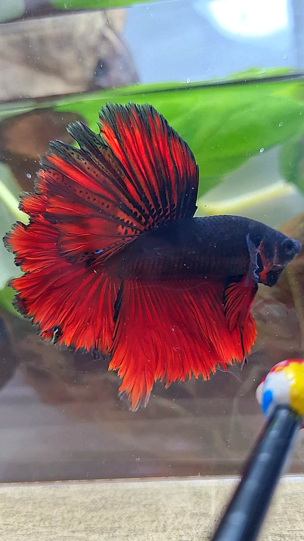 LUXURY HALFMOON ROSETAIL BLACK VAMPIRE BICOLOR BETTA FISH