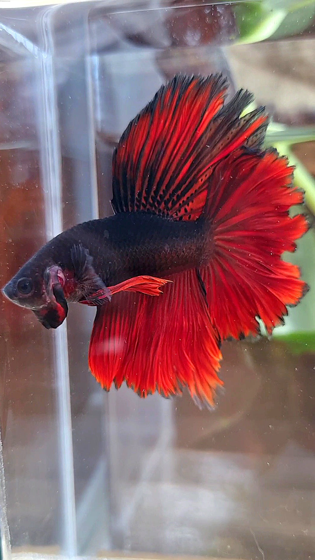 LUXURY HALFMOON ROSETAIL BLACK VAMPIRE BICOLOR BETTA FISH