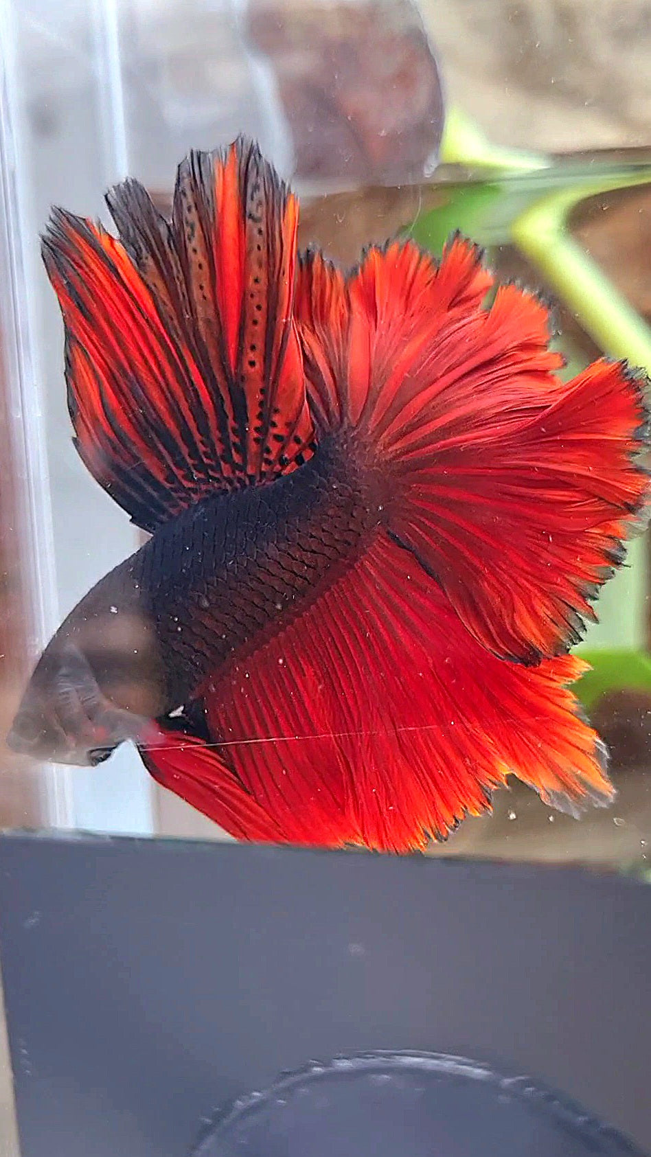 LUXURY HALFMOON ROSETAIL BLACK VAMPIRE BICOLOR BETTA FISH
