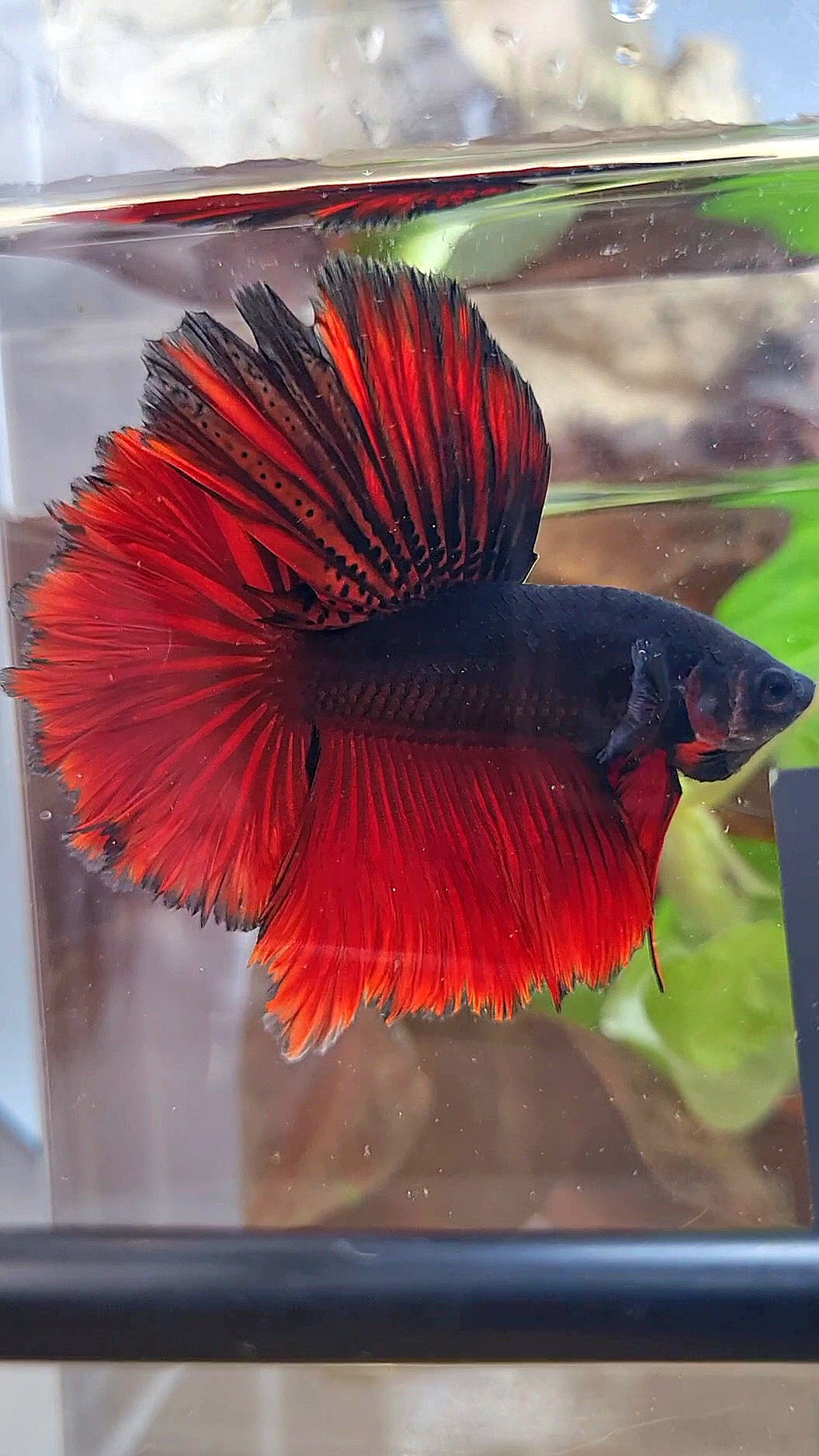 LUXURY HALFMOON ROSETAIL BLACK VAMPIRE BICOLOR BETTA FISH