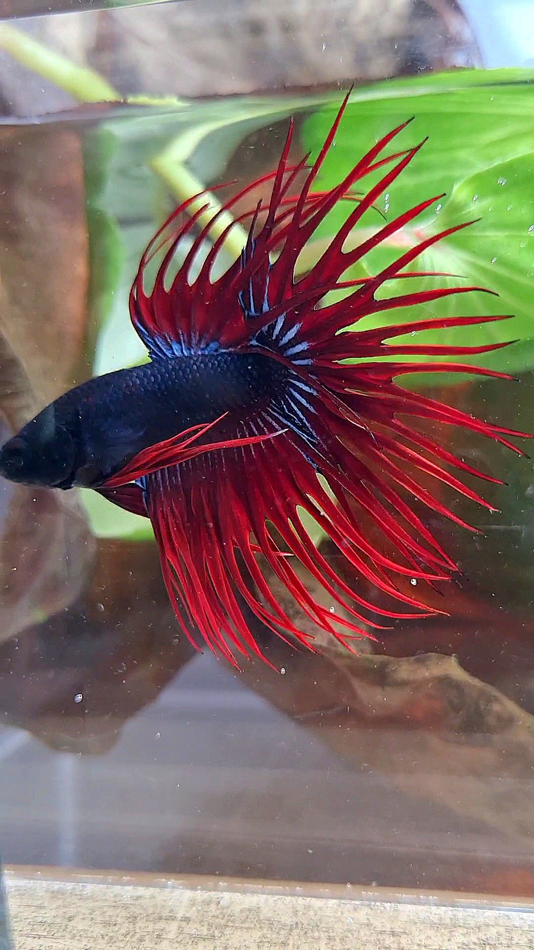 CROWNTAIL BLACK RED VAMPIRE BETTA FISH