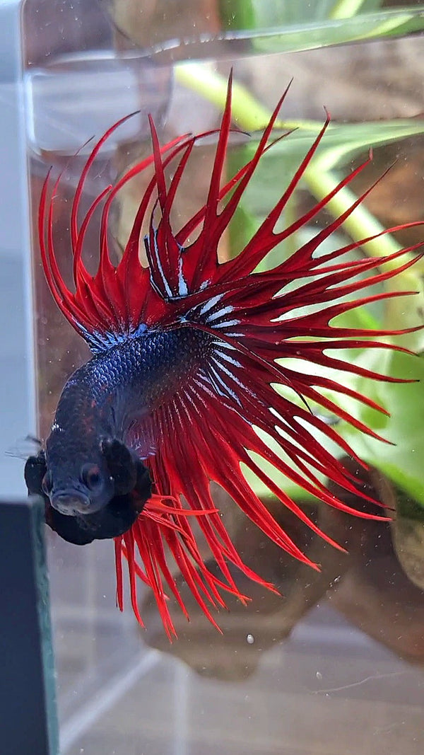 CROWNTAIL BLACK RED VAMPIRE BETTA FISH – Rare Betta Fish Store