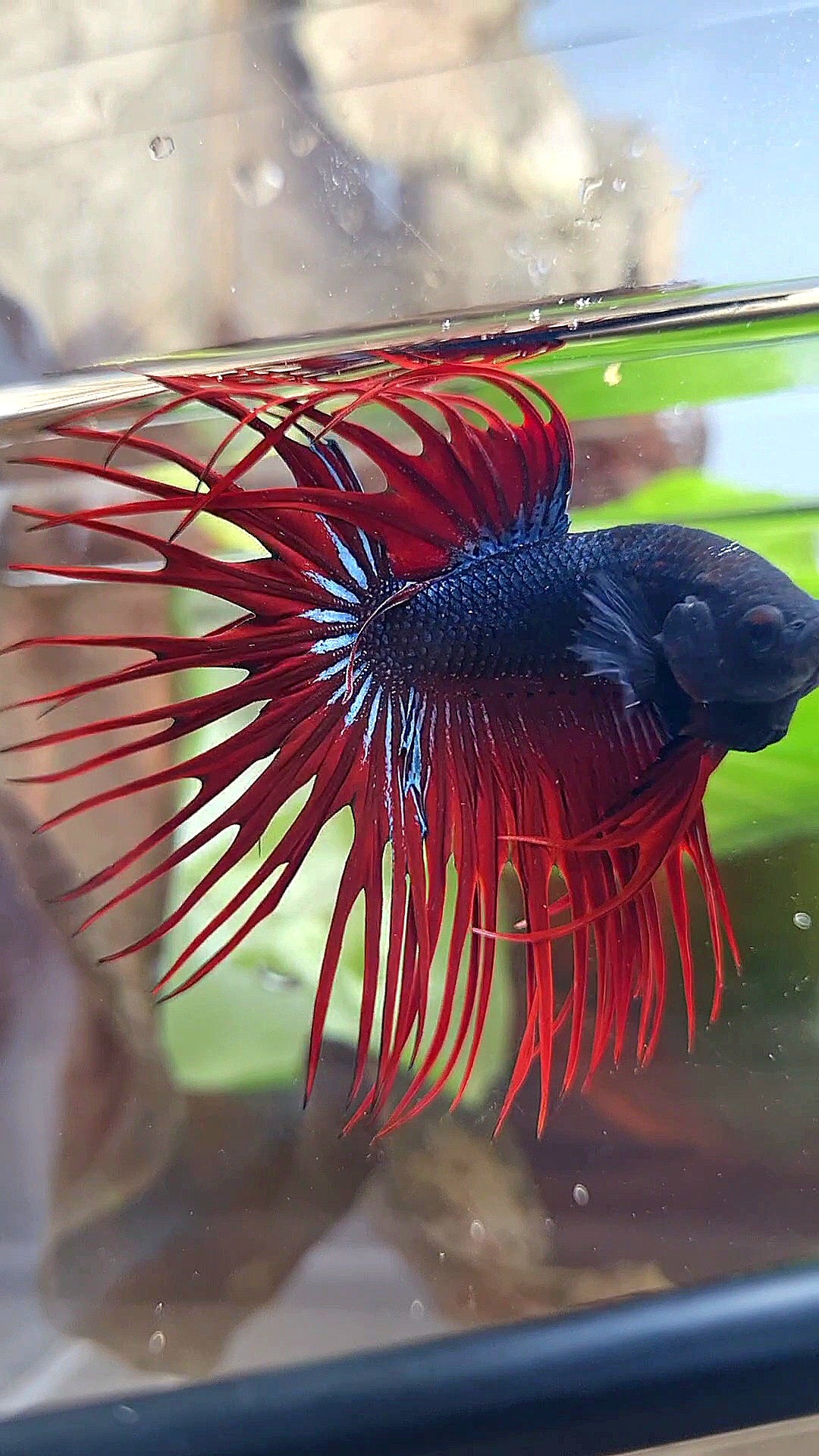 CROWNTAIL BLACK RED VAMPIRE BETTA FISH