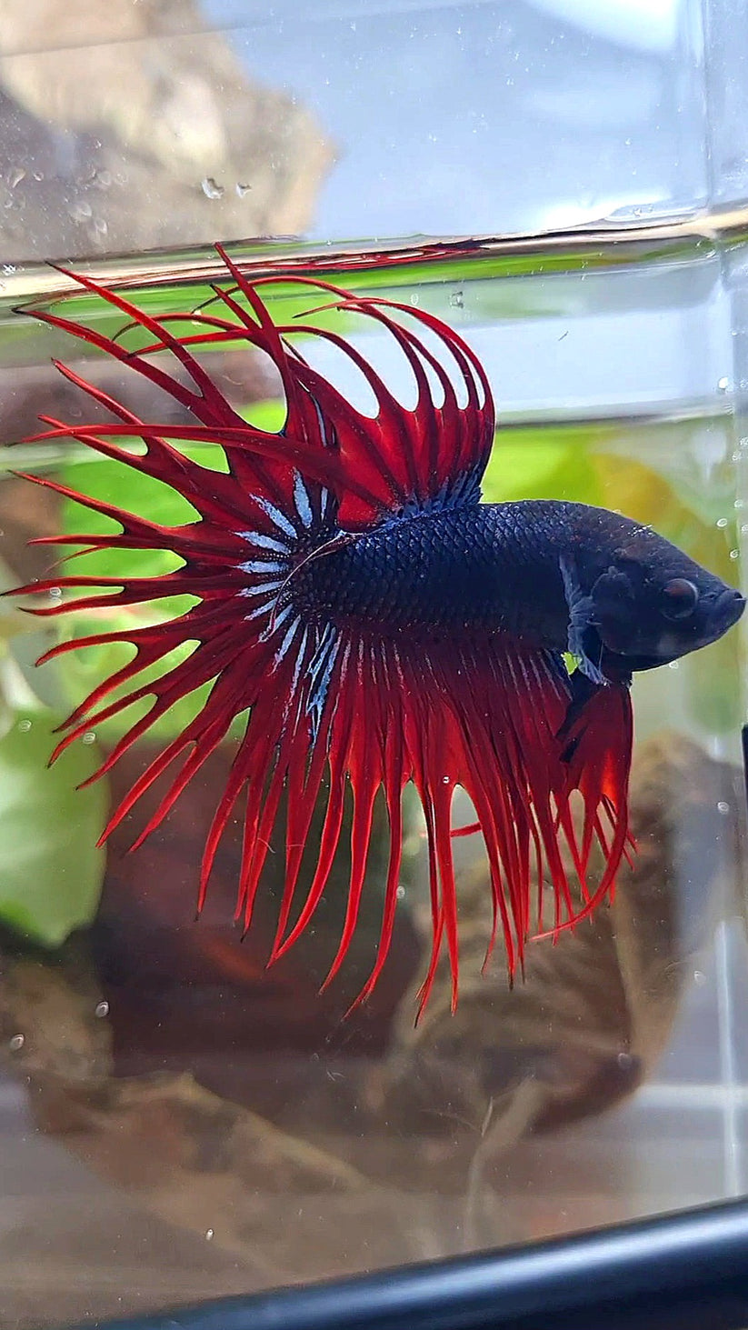 CROWNTAIL BLACK RED VAMPIRE BETTA FISH – Rare Betta Fish Store