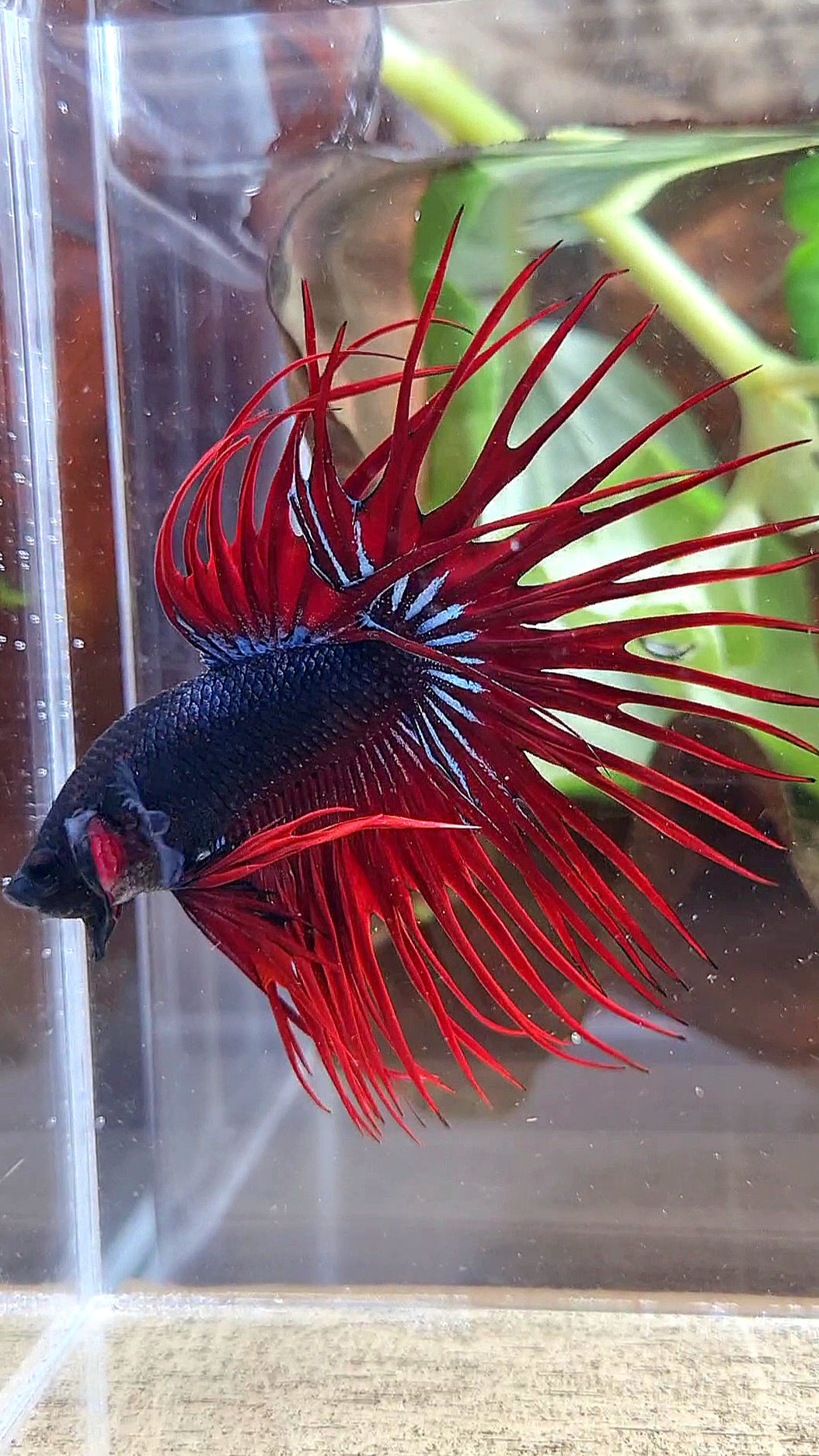 CROWNTAIL BLACK RED VAMPIRE BETTA FISH