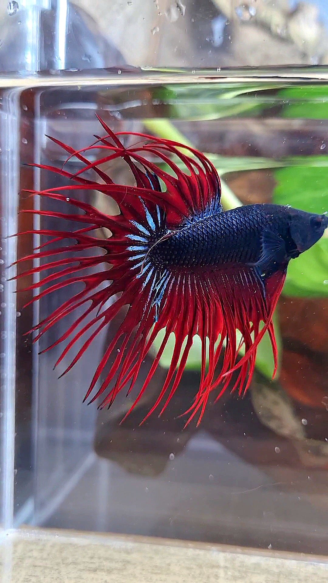 CROWNTAIL BLACK RED VAMPIRE BETTA FISH