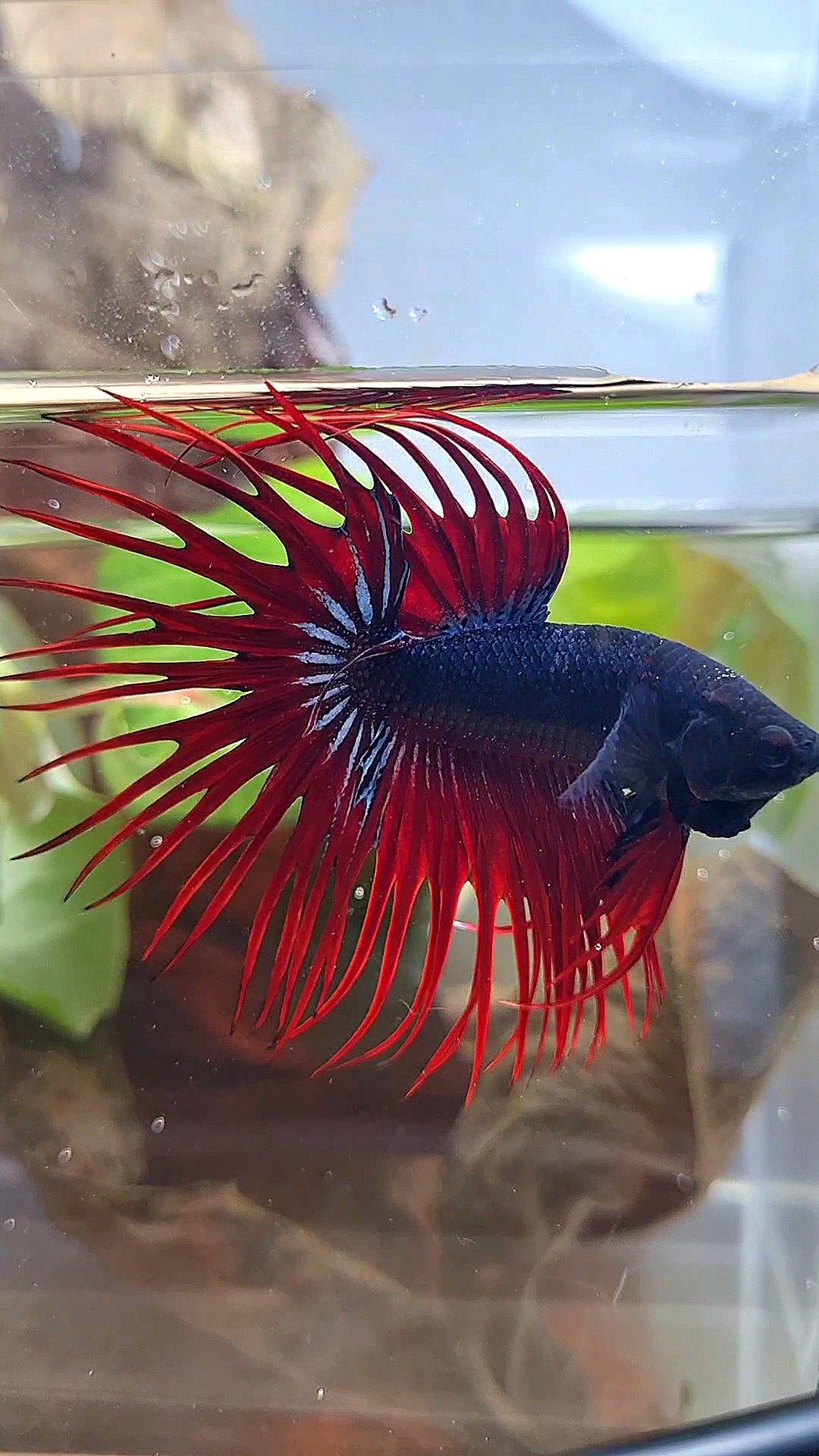 CROWNTAIL BLACK RED VAMPIRE BETTA FISH