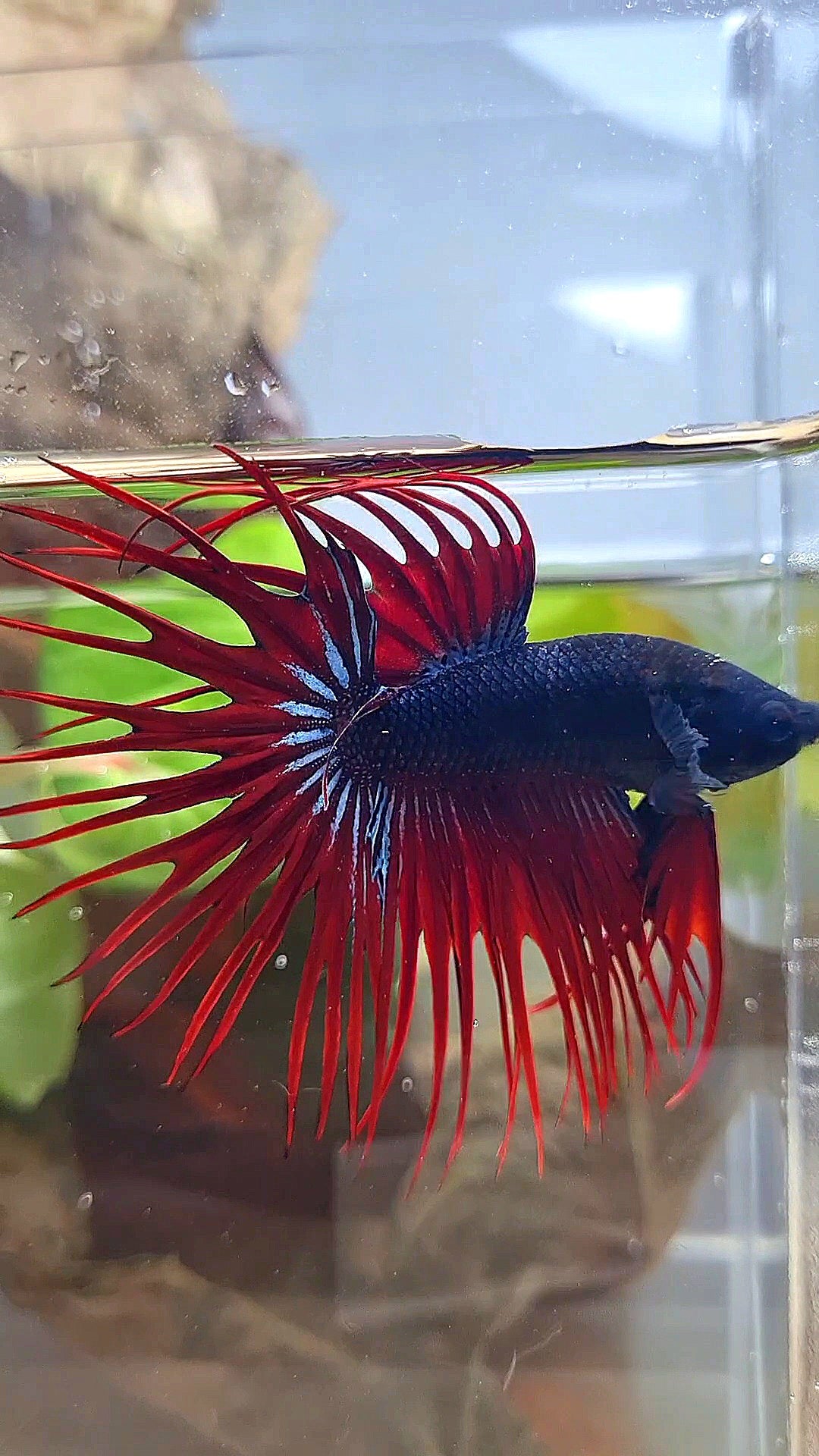 CROWNTAIL BLACK RED VAMPIRE BETTA FISH