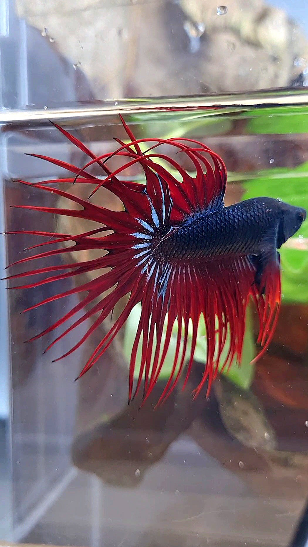 CROWNTAIL BLACK RED VAMPIRE BETTA FISH