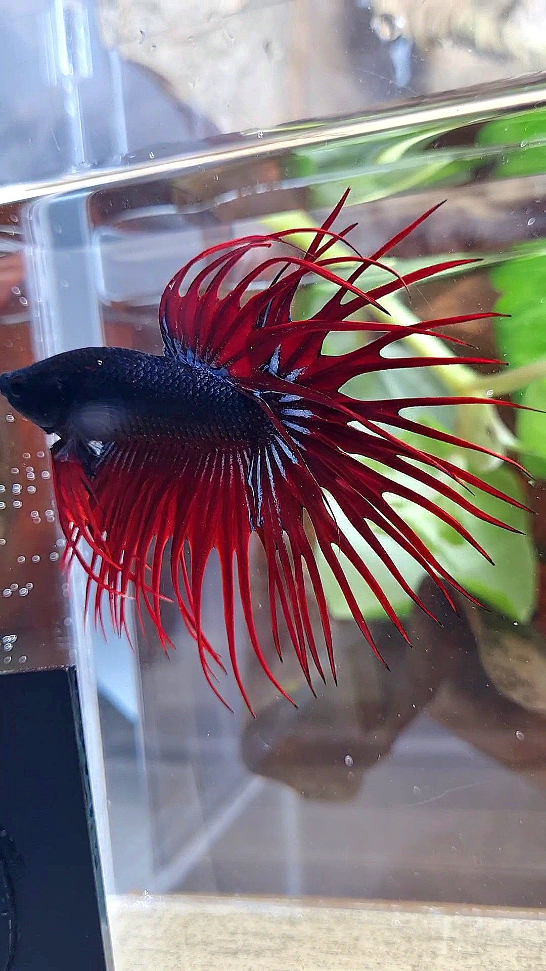 CROWNTAIL BLACK RED VAMPIRE BETTA FISH