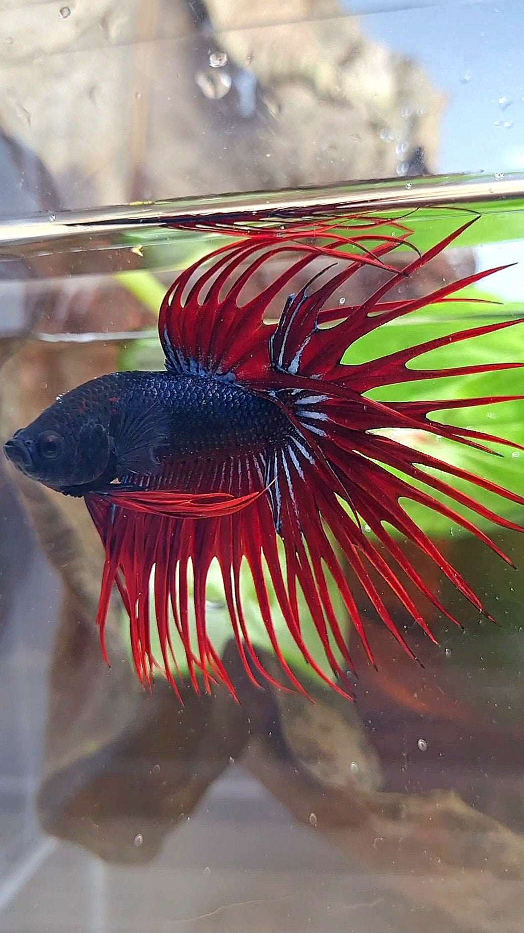 CROWNTAIL BLACK RED VAMPIRE BETTA FISH