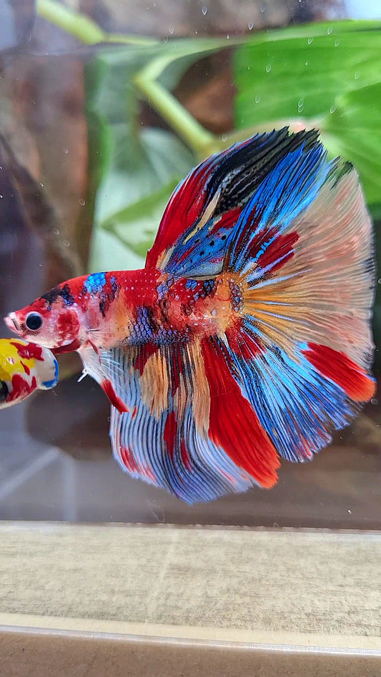 HALFMOON ROSETAIL METTALIC SUPER MULTICOLOR BETTA FISH