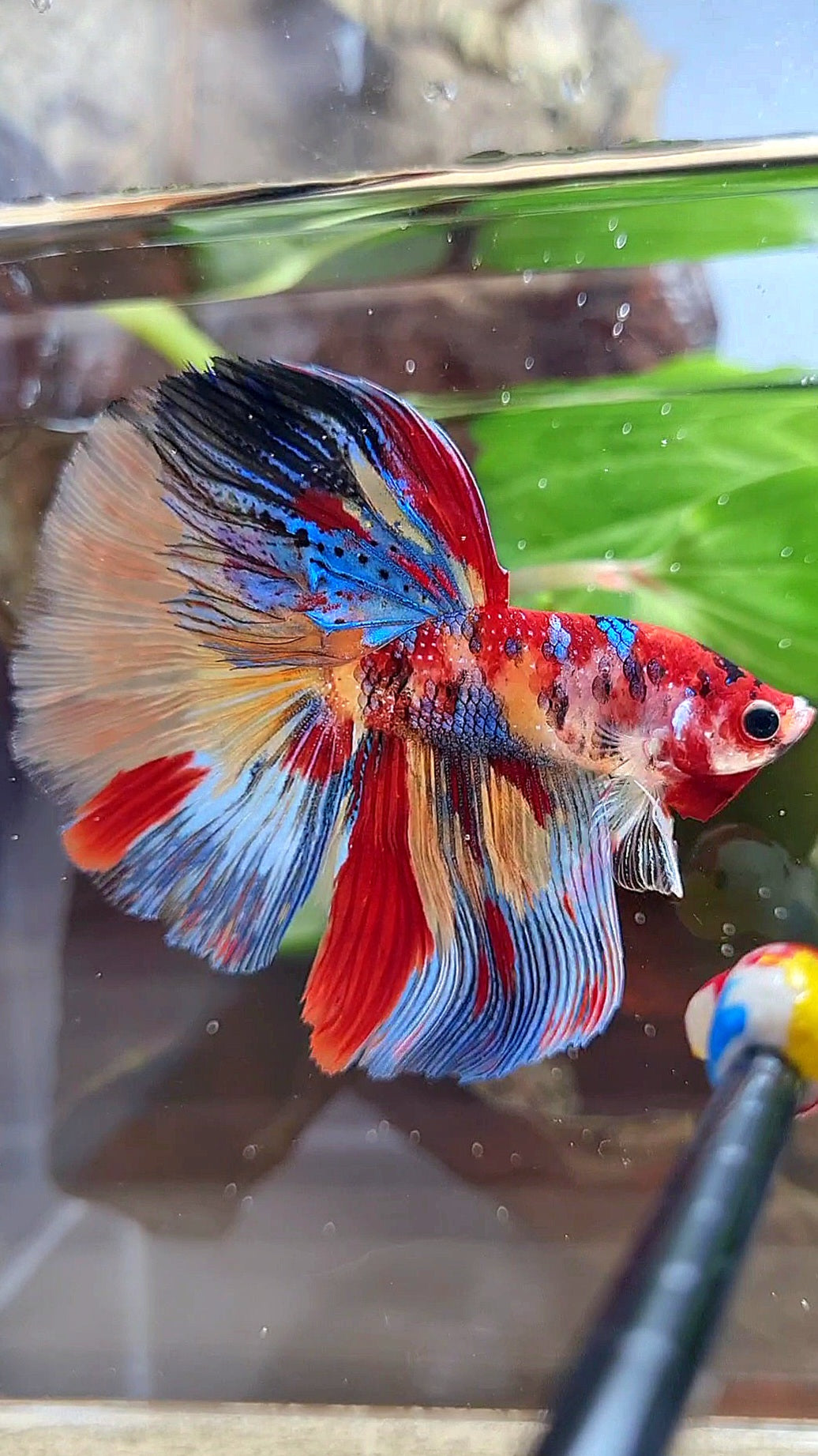 HALFMOON ROSETAIL METTALIC SUPER MULTICOLOR BETTA FISH