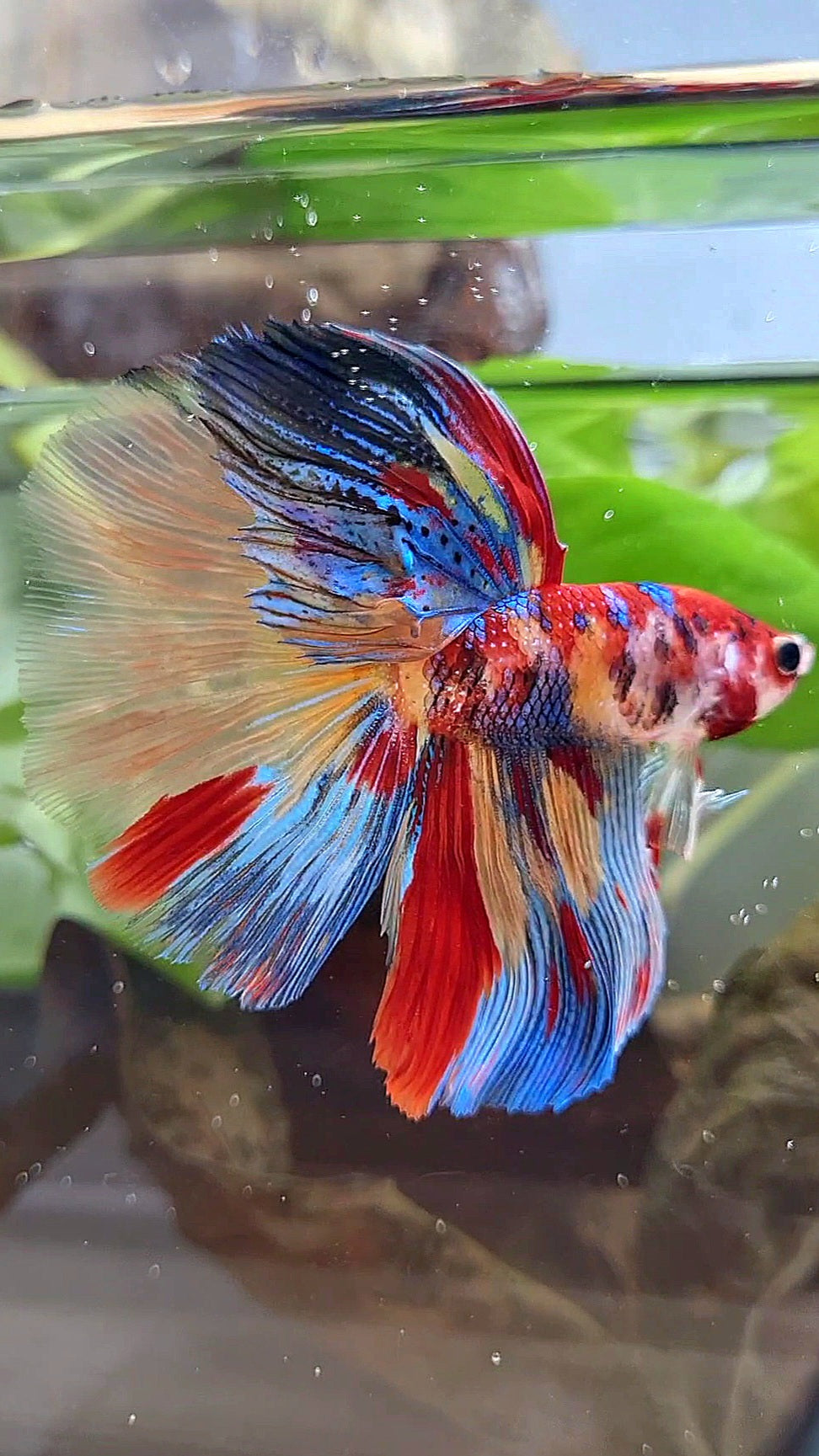 HALFMOON ROSETAIL METTALIC SUPER MULTICOLOR BETTA FISH