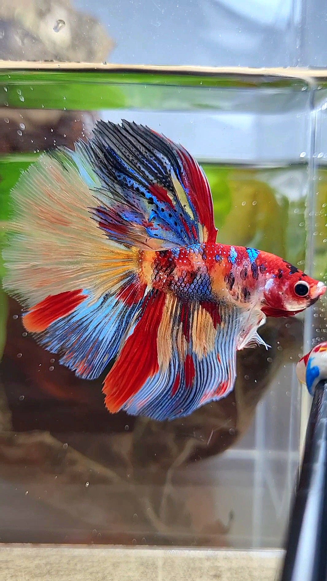 HALFMOON ROSETAIL METTALIC SUPER MULTICOLOR BETTA FISH
