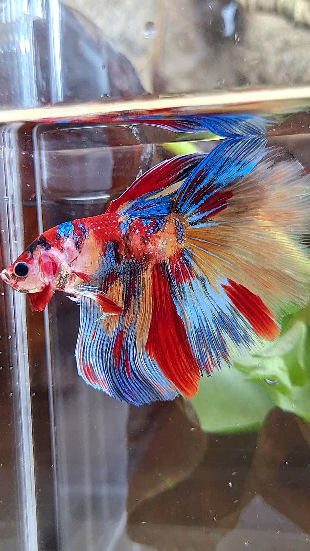 HALFMOON ROSETAIL METTALIC SUPER MULTICOLOR BETTA FISH