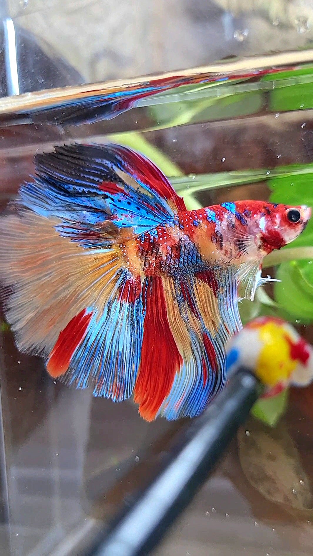 HALFMOON ROSETAIL METTALIC SUPER MULTICOLOR BETTA FISH
