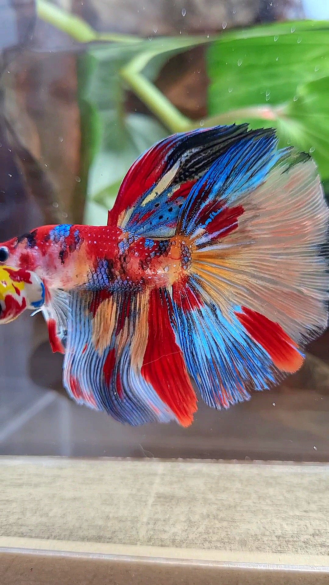 HALFMOON ROSETAIL METTALIC SUPER MULTICOLOR BETTA FISH