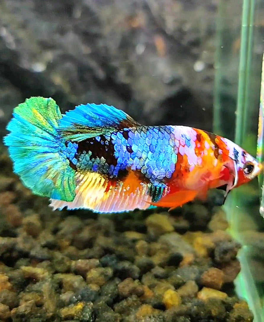 FEMALE PLAKAT GALAXY MULTICOLOR BETTA FISH