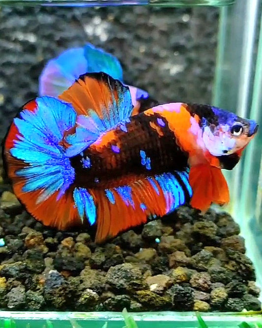 PLAKAT ORANGE BLACK GALAXY MULTICOLOR BETTA FISH