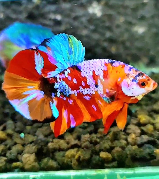 PLAKAT SUPER GALAXY MULTICOLOR BETTA FISH