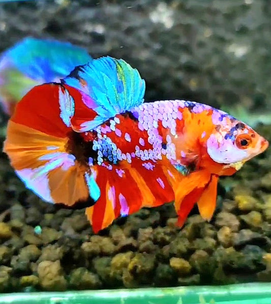 PLAKAT SUPER GALAXY MULTICOLOR BETTA FISH