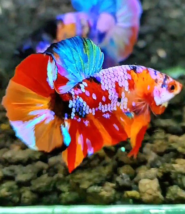 PLAKAT SUPER GALAXY MULTICOLOR BETTA FISH