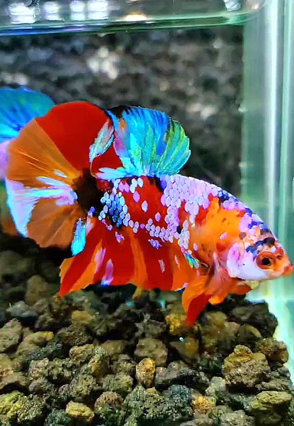 PLAKAT SUPER GALAXY MULTICOLOR BETTA FISH