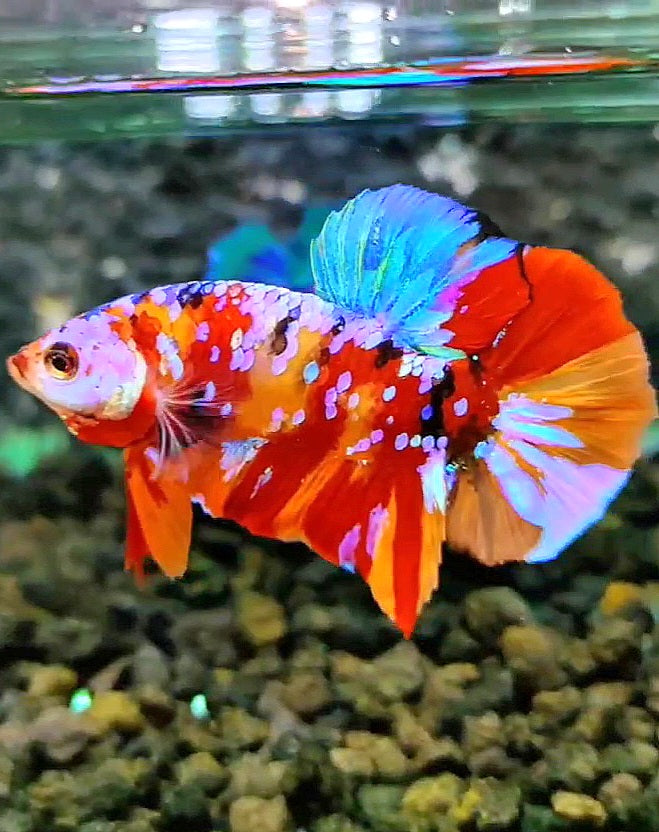 PLAKAT SUPER GALAXY MULTICOLOR BETTA FISH