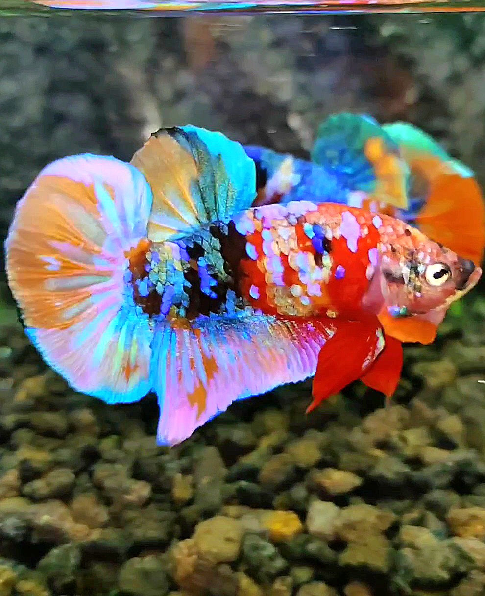 LUXURY PLAKAT RAINBOW GALAXY MULTICOLOR BETTA FISH