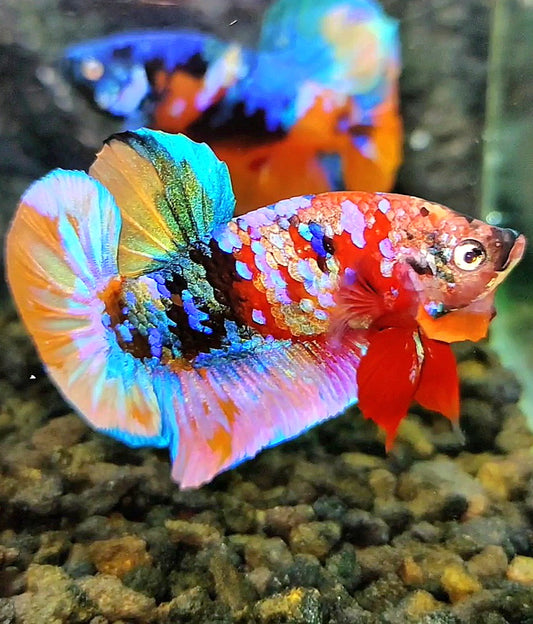 LUXURY PLAKAT RAINBOW GALAXY MULTICOLOR BETTA FISH