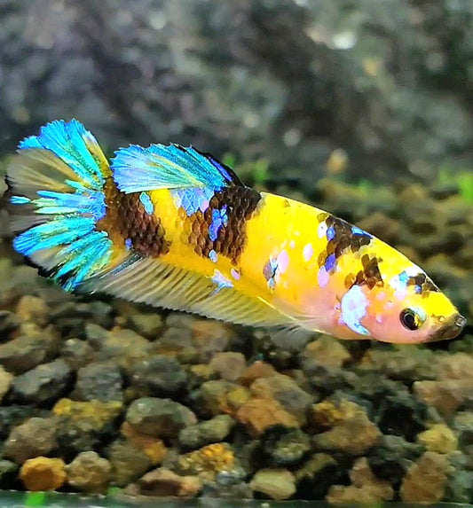 FEMALE PLAKAT YELLOW GALAXY MULTICOLOR BETTA FISH