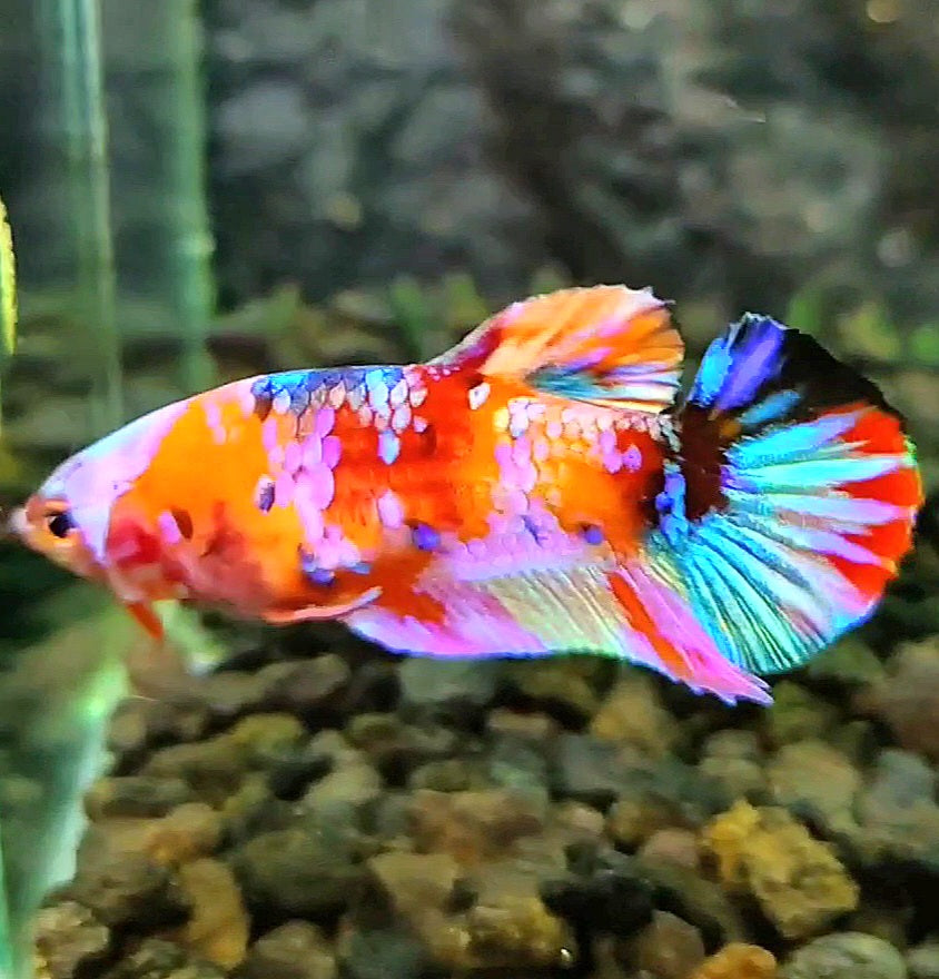 FEMALE PLAKAT GALAXY RAINBOW MULTICOLOR BETTA FISH