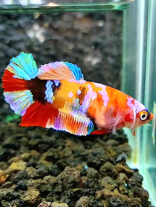 FEMALE PLAKAT RAINBOW GALAXY MULTICOLOR BETTA FISH