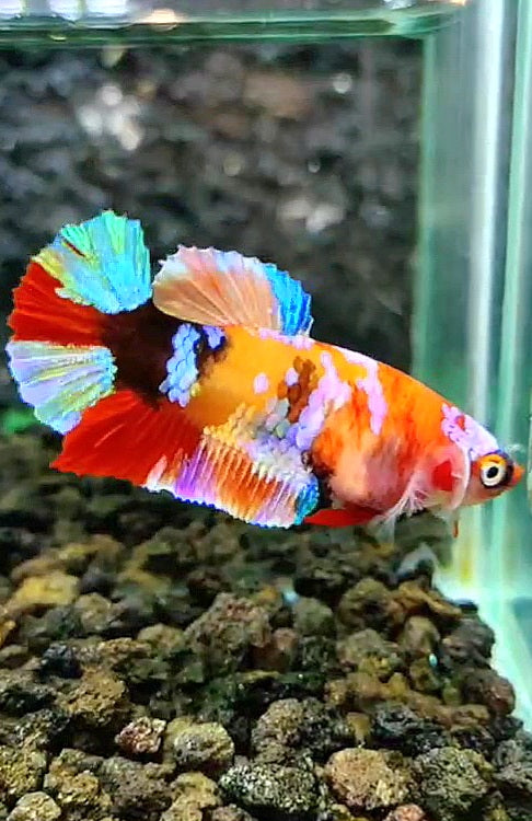 FEMALE PLAKAT RAINBOW GALAXY MULTICOLOR BETTA FISH