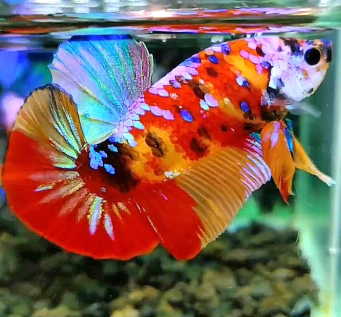PLAKAT RED PATTERN GALAXY MULTICOLOR BETTA FISH