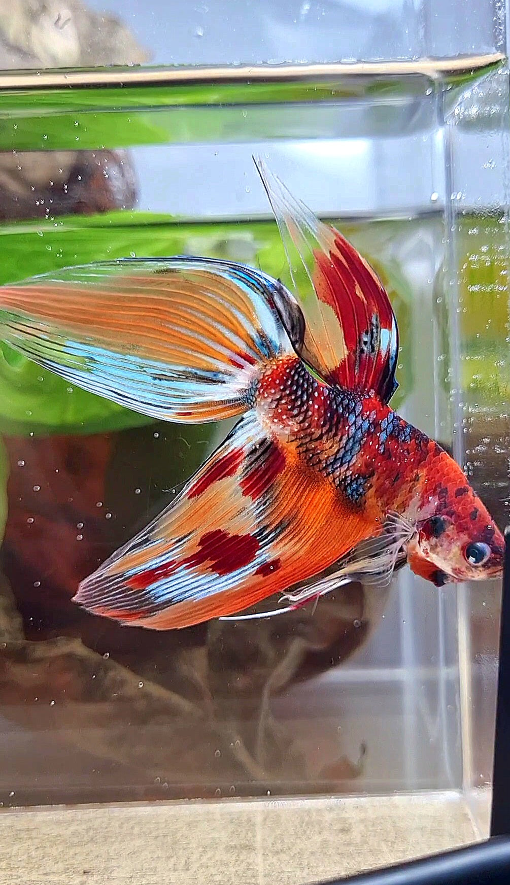 XL VEILTAIL ORANGE METTALIC  LEOPARD MULTICOLOR BETTA FISH