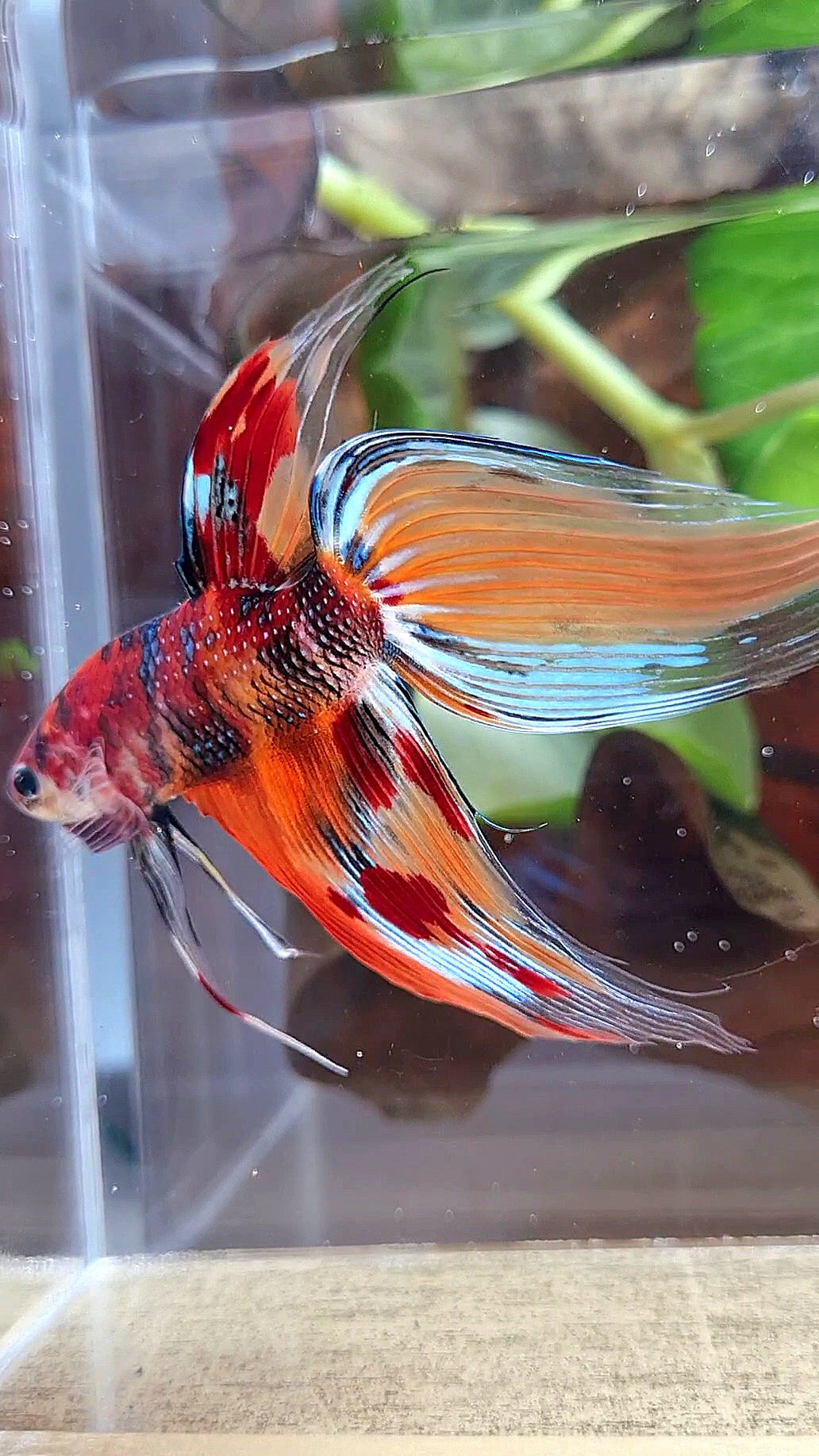 XL VEILTAIL ORANGE METTALIC  LEOPARD MULTICOLOR BETTA FISH