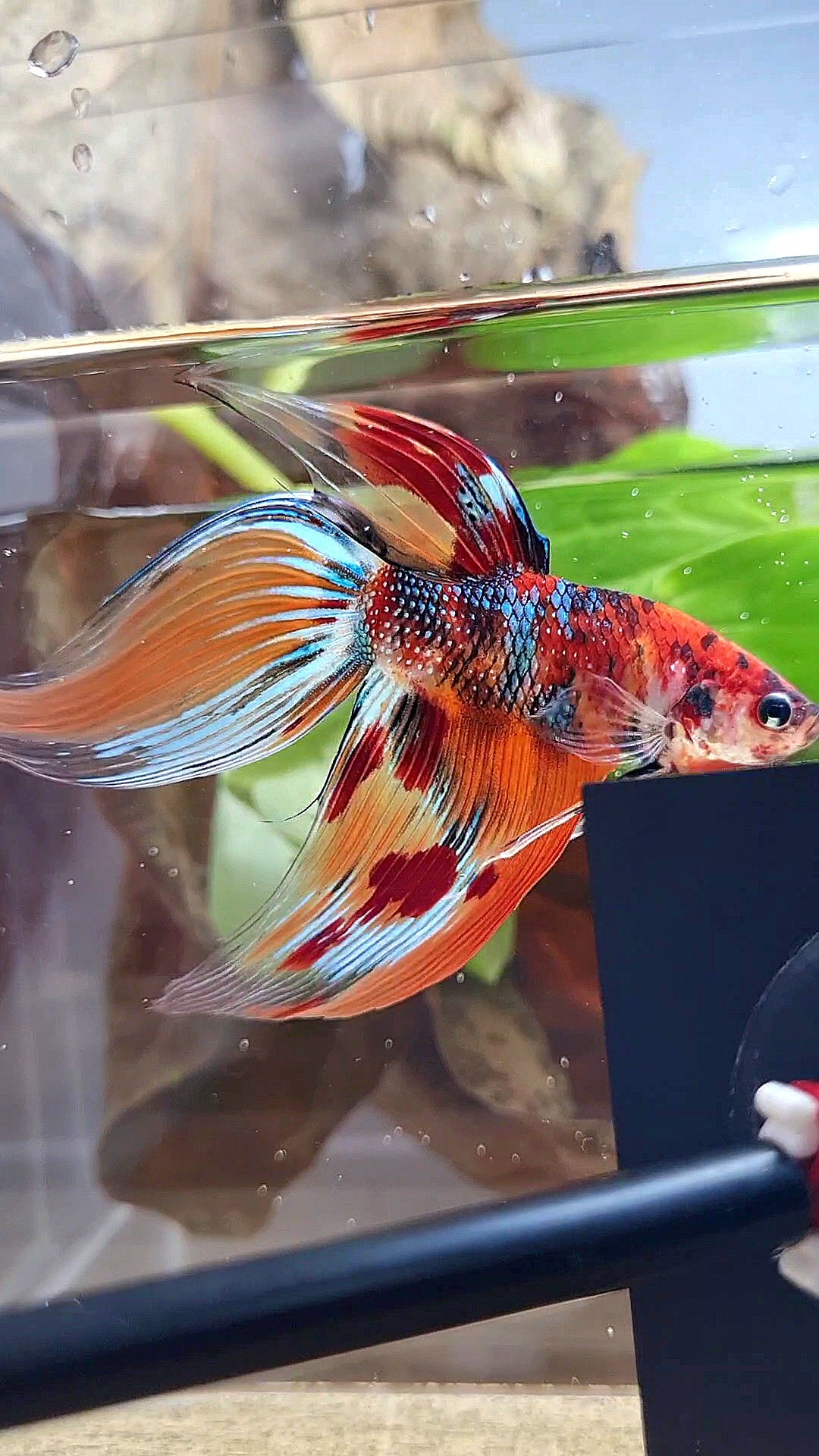 XL VEILTAIL ORANGE METTALIC  LEOPARD MULTICOLOR BETTA FISH