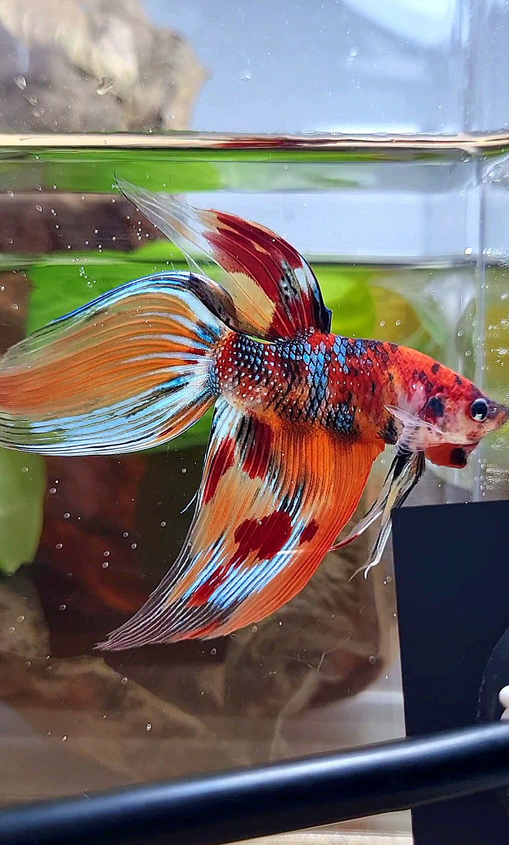 XL VEILTAIL ORANGE METTALIC  LEOPARD MULTICOLOR BETTA FISH