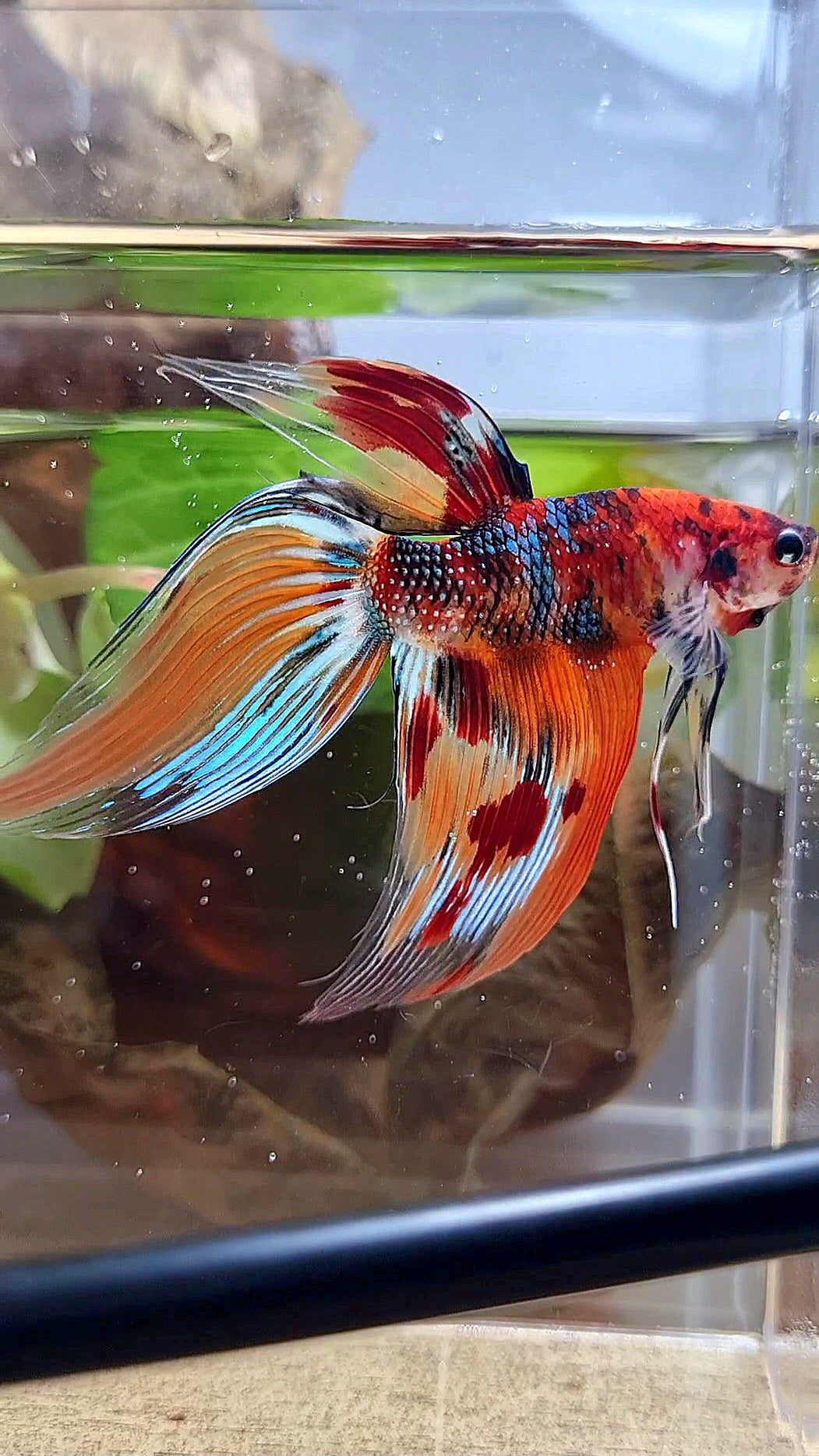 XL VEILTAIL ORANGE METTALIC  LEOPARD MULTICOLOR BETTA FISH