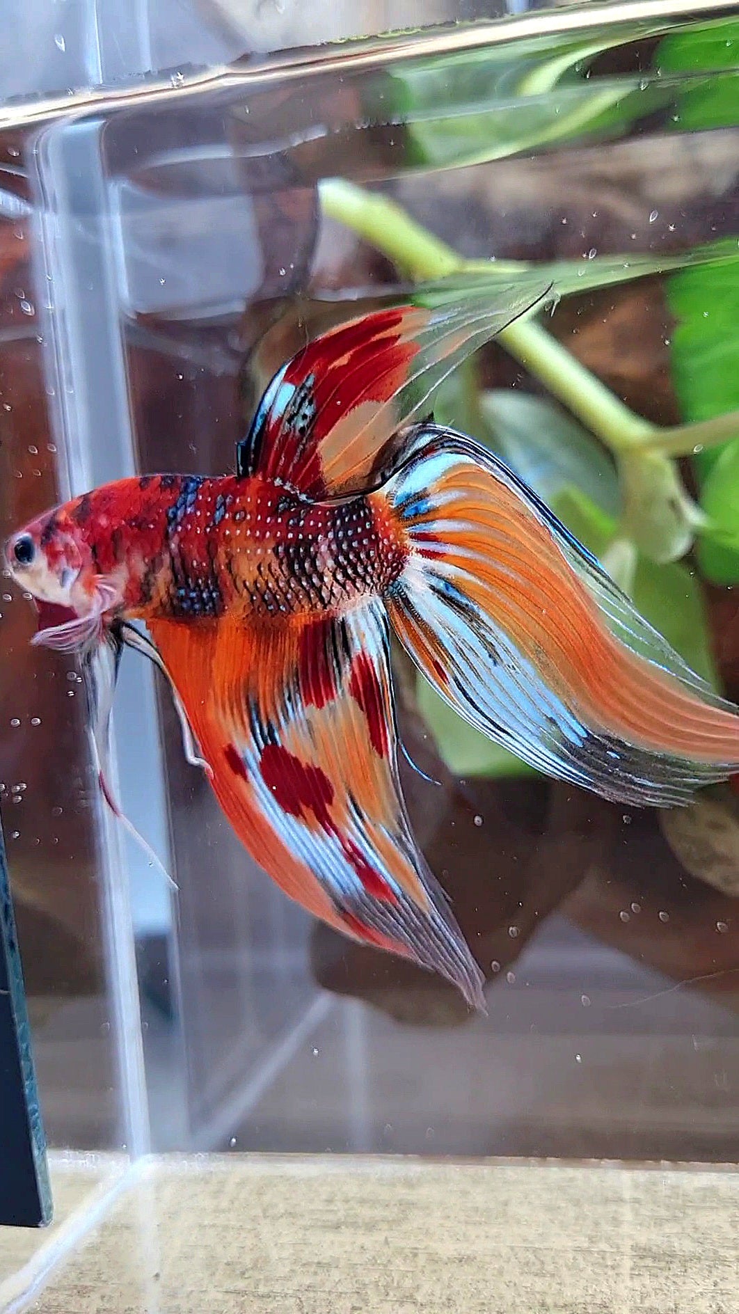 XL VEILTAIL ORANGE METTALIC  LEOPARD MULTICOLOR BETTA FISH