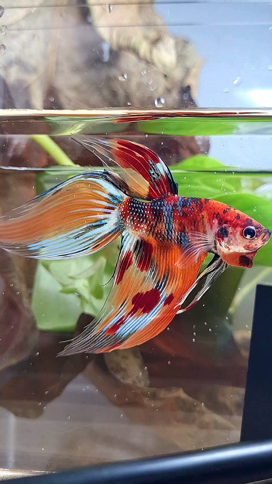 XL VEILTAIL ORANGE METTALIC  LEOPARD MULTICOLOR BETTA FISH