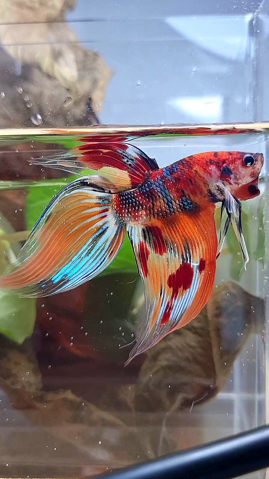 XL VEILTAIL ORANGE METTALIC  LEOPARD MULTICOLOR BETTA FISH