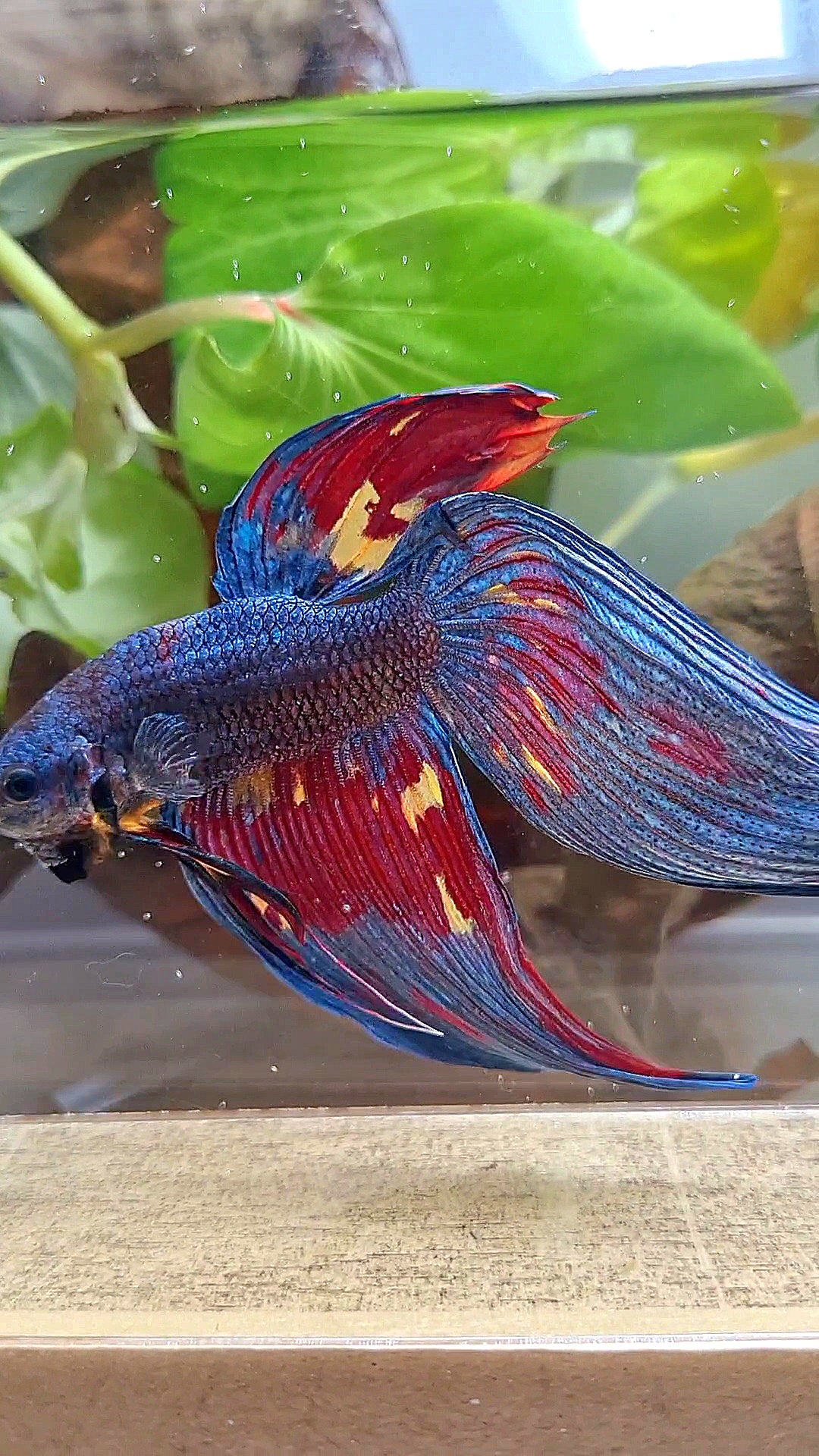 LUXURY GIANT VEILTAIL TOTAL 10CM DARK BLUE FIRE MULTICOLOR BETTA FISH