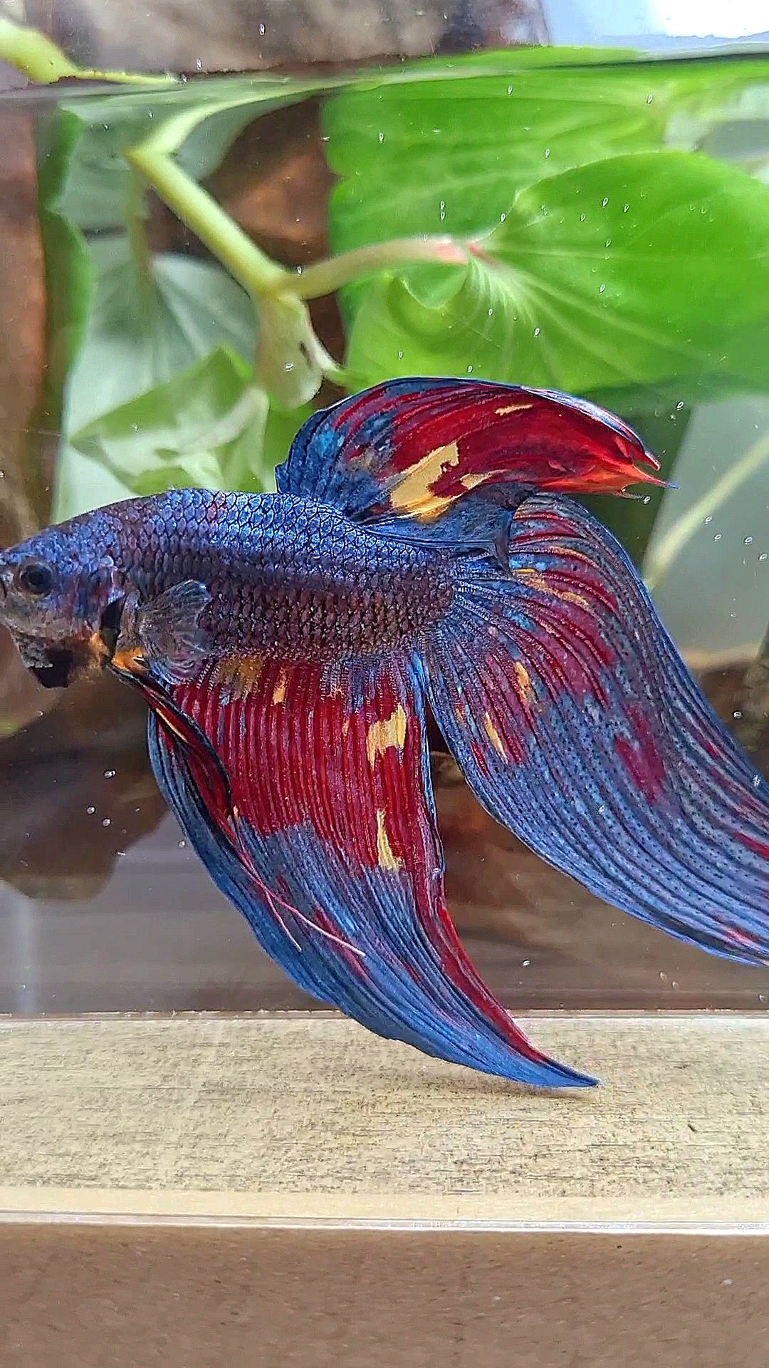 LUXURY GIANT VEILTAIL TOTAL 10CM DARK BLUE FIRE MULTICOLOR BETTA FISH