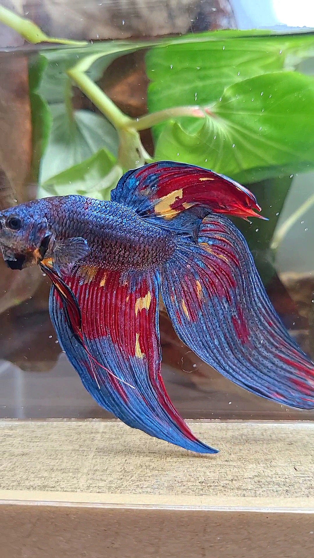 LUXURY GIANT VEILTAIL TOTAL 10CM DARK BLUE FIRE MULTICOLOR BETTA FISH