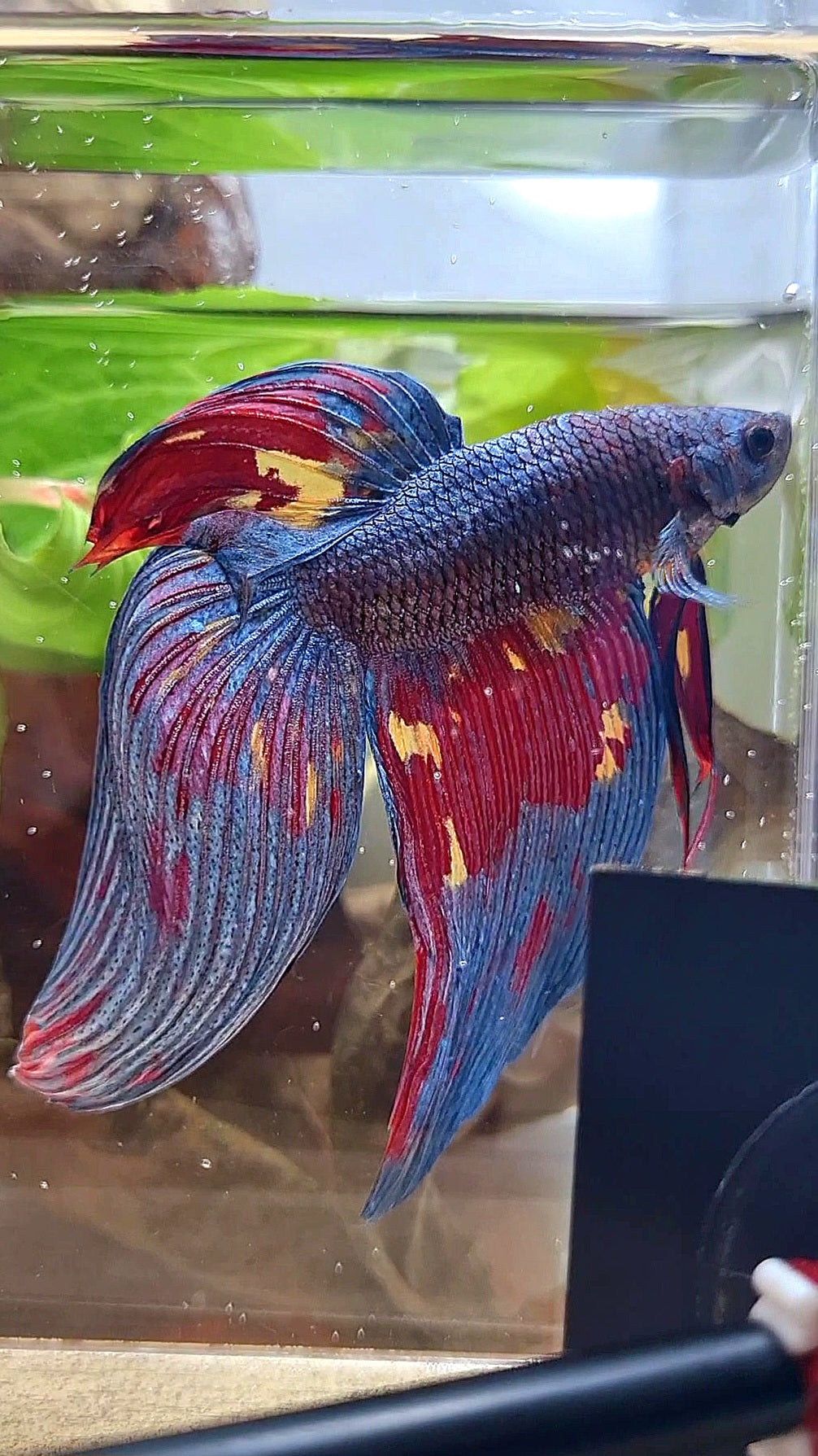 LUXURY GIANT VEILTAIL TOTAL 10CM DARK BLUE FIRE MULTICOLOR BETTA FISH